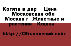 Котята в дар. › Цена ­ 0 - Московская обл., Москва г. Животные и растения » Кошки   
